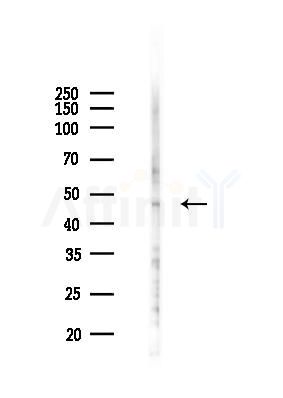 GHRHR Antibody - Western blot analysis of lysates from 293 cells(UV 30min treatment), using GHRHR Antibody at 1/1000 dilution.