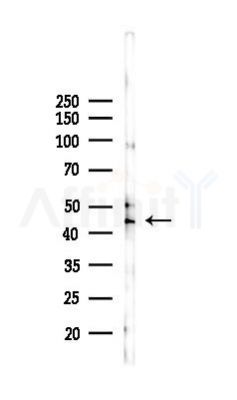GPR19 Antibody - Western blot analysis of lysates from 293 cells(LPS 4h treatment), using GPR19 Antibody at 1/1000 dilution.