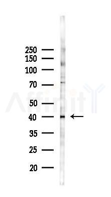 GPR87/GPR95 Antibody - Western blot analysis of lysates from 293 cells(LPS 4h treatment), using GPR87/GPR95 Antibody at 1/1000 dilution.