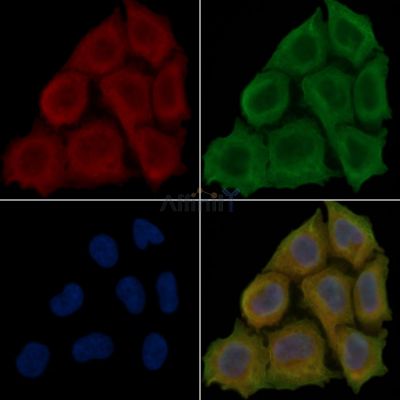 OPRM1 Antibody - DF5045 staining Hela cells(30min of UV treatment) by IF/ICC.