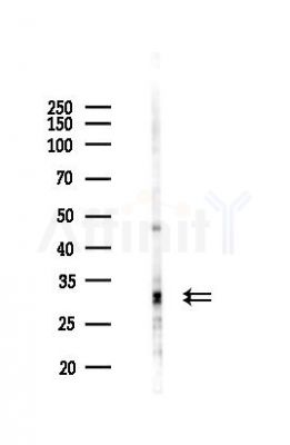 PSME3 Antibody - Western blot analysis of lysates from 293 cells(UV 30min treatment), using PSME3 Antibody at 1/1000 dilution.