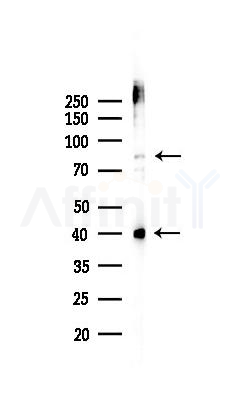 MDM2 Antibody - Western blot analysis of lysates from 293 cells(LPS 4h treatment), using MDM2 Antibody at 1/1000 dilution.