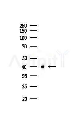 MDM2 Antibody - Western blot analysis of lysates from PC12 cells(LPS 4h treatment), using MDM2 Antibody at 1/1000 dilution.