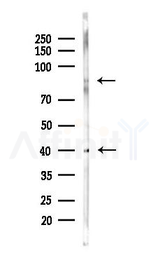 MDM2 Antibody - Western blot analysis of lysates from Mouse lung, using MDM2 Antibody at 1/1000 dilution.