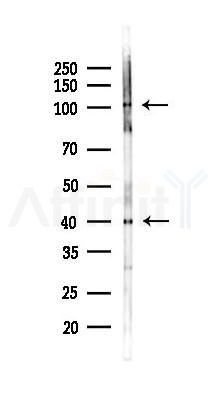 MDM2 Antibody - Western blot analysis of lysates from Rat testis, using MDM2 Antibody at 1/1000 dilution.