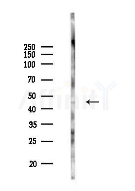 Caspase 1 Antibody - Western blot analysis of lysates from COLO205 cells(UV 30min treatment), using Caspase 1 Antibody at 1/1000 dilution.