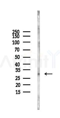 SNAI2 Antibody - Western blot analysis of lysates from Mouse liver, using SNAI2 Antibody at 1/1000 dilution.