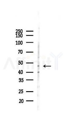 ACTR3 Antibody - Western blot analysis of lysates from Mouse lung, using ACTR3 Antibody at 1/1000 dilution.