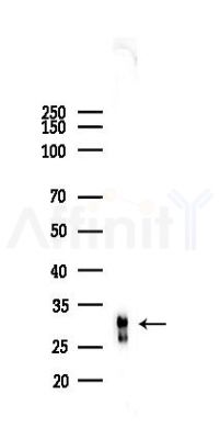 RNASE11 Antibody - Western blot analysis of lysates from HUVEC cells(starvation 24h treatment), using RNASE11 Antibody at 1/1000 dilution.