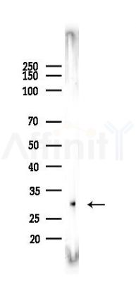 RNASE11 Antibody - Western blot analysis of lysates from PC12 cells(starvation 24h treatment), using RNASE11 Antibody at 1/1000 dilution.