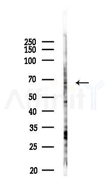 NCF2 Antibody - Western blot analysis of lysates from PC12 cells(LPS 4h treatment), using NCF2 Antibody at 1/1000 dilution.