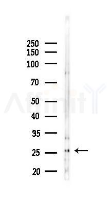 PDGFB Antibody - Western blot analysis of lysates from 293 cells(LPS 4h treatment), using PDGFB Antibody at 1/1000 dilution.