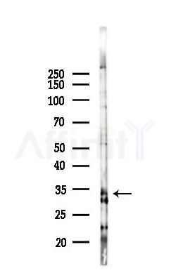 TPM3 Antibody - Western blot analysis of lysates from PC12 cells(LPS 4h treatment), using TPM3 Antibody at 1/1000 dilution.