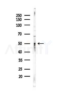 ERG Antibody - Western blot analysis of lysates from Hela cells(starvation 24h treatment), using ERG Antibody at 1/1000 dilution.