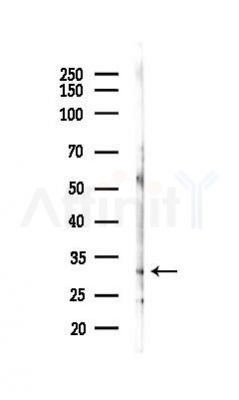 PRDX4 Antibody - Western blot analysis of lysates from Rat liver, using PRDX4 Antibody at 1/1000 dilution.