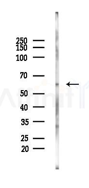 SCARB1 Antibody - Western blot analysis of lysates from Rat brain, using SCARB1 Antibody at 1/1000 dilution.