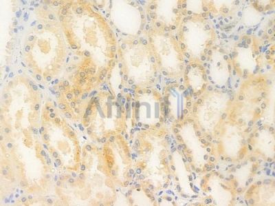 MMP13 Antibody - DF6494 at 1/100 staining human normal kidney tissue by IHC-P.