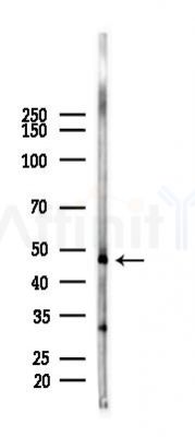 NR0B1 Antibody - Western blot analysis of lysates from Mouse testis, using NR0B1 Antibody at 1/1000 dilution.