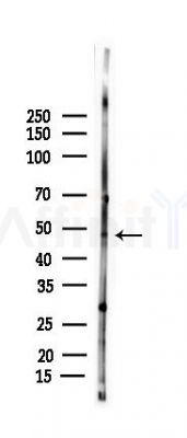 NR0B1 Antibody - Western blot analysis of lysates from Rat testis, using NR0B1 Antibody at 1/1000 dilution.