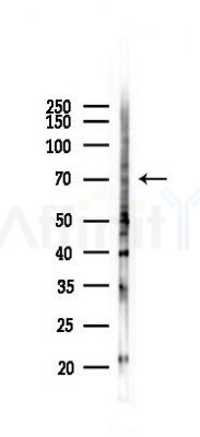 AIRE Antibody - Western blot analysis of lysates from 293 cells(LPS 4h treatment), using AIRE Antibody at 1/1000 dilution.