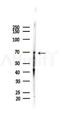 AIRE Antibody - Western blot analysis of lysates from Mouse testis, using AIRE Antibody at 1/1000 dilution.