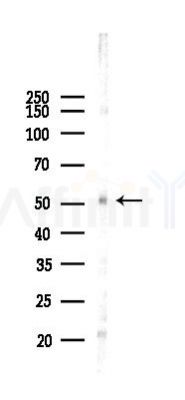 Smad5 Antibody - Western blot analysis of lysates from 293 cells(LPS 4h treatment), using Smad5 Antibody at 1/1000 dilution.