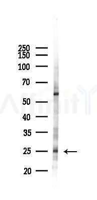 Claudin 7 Antibody - Western blot analysis of lysates from 293 cells(LPS 4h treatment), using Claudin 7 Antibody at 1/1000 dilution.