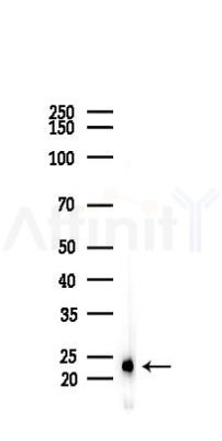 THY1 Antibody - Western blot analysis of lysates from Mouse testis, using THY1 Antibody at 1/1000 dilution.