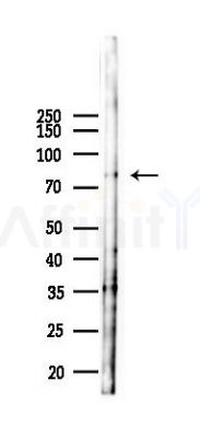 Sumo 1 Antibody - Western blot analysis of lysates from 293 cells(LPS 4h treatment), using Sumo 1 Antibody at 1/1000 dilution.