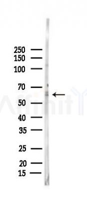 NOX4 Antibody - Western blot analysis of lysates from Rat testis, using NOX4 Antibody at 1/1000 dilution.