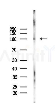 FOXM1 Antibody - Western blot analysis of lysates from Rat brain, using FOXM1 Antibody at 1/1000 dilution.
