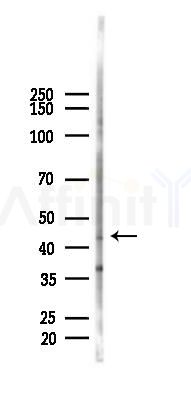 Cathepsin E Antibody - Western blot analysis of lysates from Mouse testis, using Cathepsin E Antibody at 1/1000 dilution.