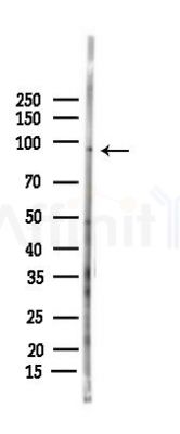 Mitofilin Antibody - Western blot analysis of lysates from Rat testis, using Mitofilin Antibody at 1/1000 dilution.