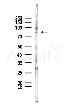 PAK4 Antibody - Western blot analysis of lysates from Mouse testis, using PAK4 Antibody at 1/1000 dilution.