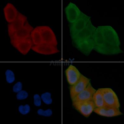 DRD4 Antibody - DF7098 staining Hela cells(24h of starvation treatment) by IF/ICC.