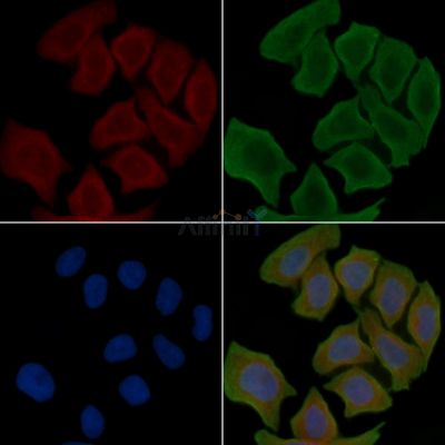 GJB3 Antibody - DF7116 staining Hela cells(30min of UV treatment) by IF/ICC.