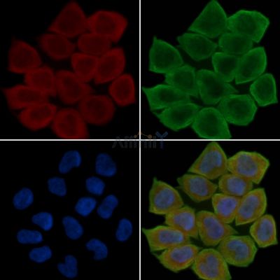 IGFBP7 Antibody - DF7131 staining Hela cells(30min of UV treatment) by IF/ICC.