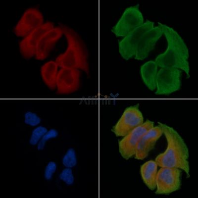 MMP10 Antibody - DF7152 staining Hela cells(30min of UV treatment) by IF/ICC.