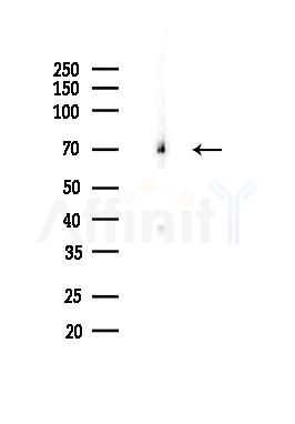 MUNC-18a Antibody - Western blot analysis of lysates from Rat brain, using MUNC-18a Antibody at 1/1000 dilution.