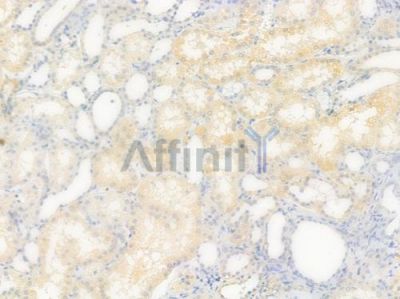 GDI1 Antibody - DF7352 at 1/100 staining human normal kidney tissue by IHC-P.