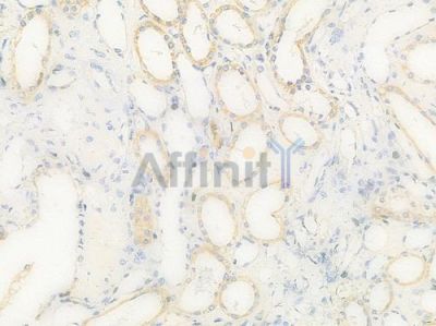 VEGFA Antibody - DF7470 at 1/100 staining human normal kidney tissue by IHC-P.