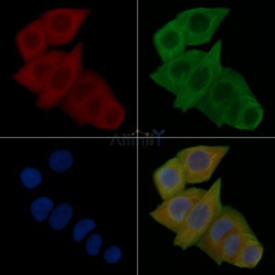 NCR1 Antibody - DF7599 staining Hela cells(24h of starvation treatment) by IF/ICC.