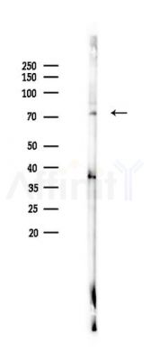 TCF7L2 Antibody - Western blot analysis of lysates from Mouse lung, using TCF7L2 Antibody at 1/1000 dilution.
