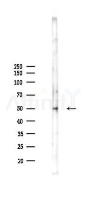 MEK5 Antibody - Western blot analysis of lysates from 293 cells(LPS 4h treatment), using MEK5 Antibody at 1/1000 dilution.