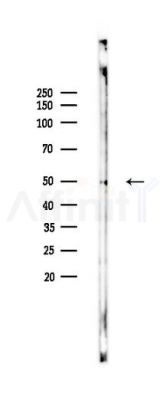 MEK5 Antibody - Western blot analysis of lysates from Mouse lung, using MEK5 Antibody at 1/1000 dilution.