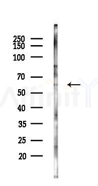 DNAJC3 Antibody - Western blot analysis of lysates from Rat brain, using DNAJC3 Antibody at 1/1000 dilution.