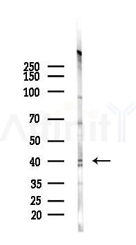 CXCR1 Antibody - Western blot analysis of lysates from Rat brain, using CXCR1 Antibody at 1/1000 dilution.
