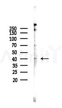 CXCR1 Antibody - Western blot analysis of lysates from HUVEC cells(starvation 24h treatment), using CXCR1 Antibody at 1/1000 dilution.