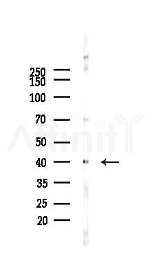 CXCR1 Antibody - Western blot analysis of lysates from Hela cells(starvation 24h treatment), using CXCR1 Antibody at 1/1000 dilution.