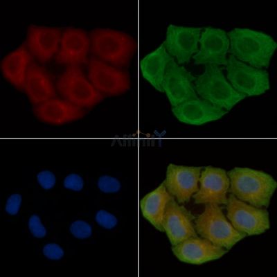 GPR48 Antibody - DF7737 staining Hela cells(30min of UV treatment) by IF/ICC.